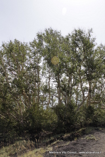 rra delle Concazze-05-08-2014 11-33-44